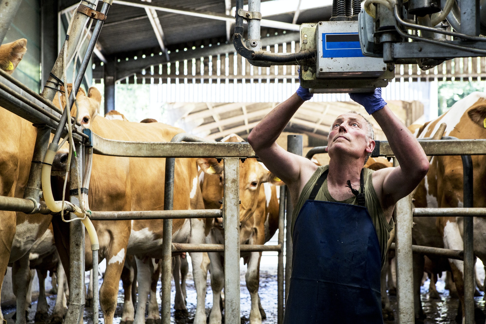 man-wearing-apron-standing-in-a-milking-shed-milking-guernsey-cows-.jpg